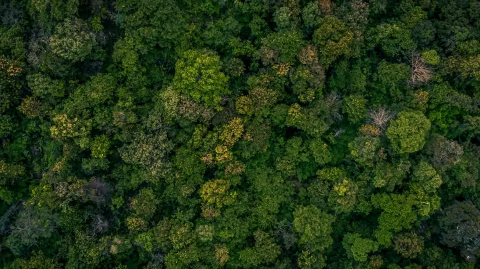 Bosque tropical visto desde arriba